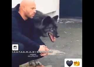 ذئب حالات واتس اب