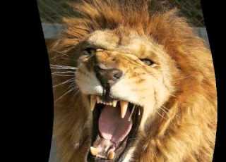  LE LION EST MORT CE SOIR HENRI SALVADOR LYRICS Paroles