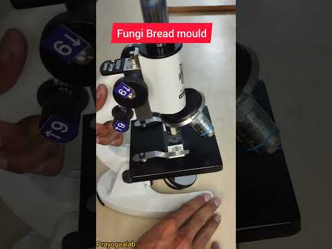 Fungi Bread Mould Biology Fungus