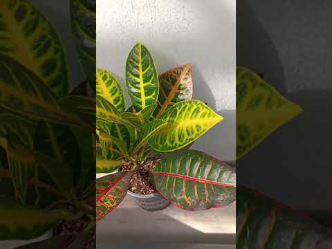 So Wird Dein Kroton In Voller Pracht Erstrahlen Kroton Pflanzen Gartenarbeit Hausgarten Pf