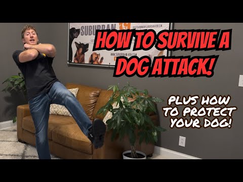 How To Survive A Dog Attack
