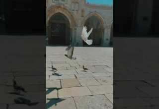 شعر أجمل ما يقال في بحات المسجد الأقصى المبارك سن زهر في القدس جيلا فجيل