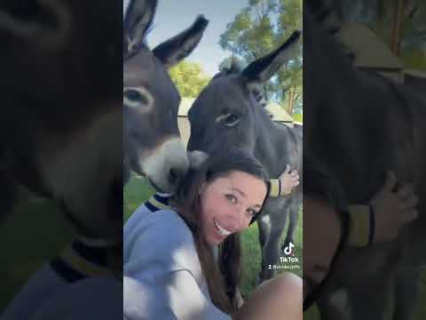 فتاة تداعب الحمار