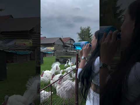 Woman Gobbles At Turkeys