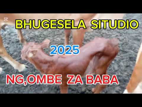 BHUGESELA CHAPA YA NG OMBE 2025