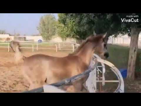 قالت نصيب عبادي الجوهر