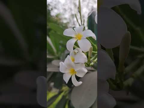 Rabbna Atina Fiddunoya Hasa Na Youtube Vidio