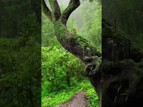 هي جنة طابت وطاب نعيمها قرآن مقاطع دينية راحة نفسية Quran هي جنة طابت وطاب نعيمها قرآن مقاطع دينية راحة نفسية Quran