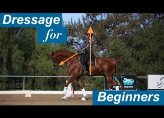  Dressage For Beginners