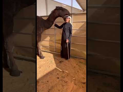 جمل ياكل صاحبه في المزاين