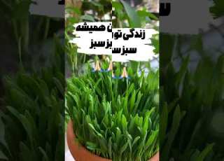 Happy New Year سال نو مبارک