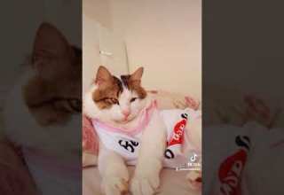 حالات واتس اب كاظم الساهر البسها وشيكها ودلعها