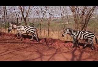 Wanyama Pori Wakipita Barabarani Bila Hofu Pundamilia Zebra Zebravideo Safari