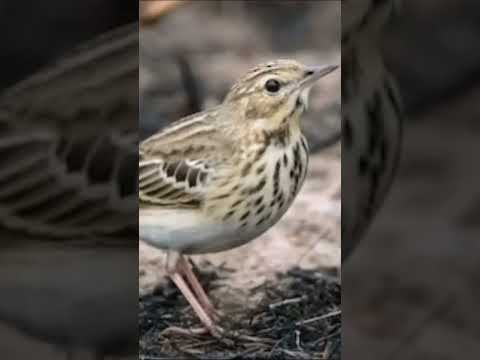 افضل صوت مويت مجرب وممتاز للصيد Bird Reels Shortsviral Animal Viralreels Shortvideos Nature