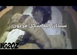 شكل جسم فرعون العملاق الذي يبلغ طوله 4 متر سبحان الله