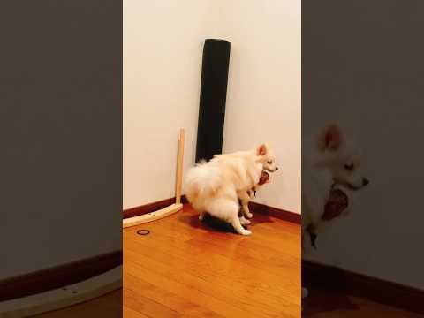 تزاوج الكلاب والقطط الحقيقة الكاملة Shorts Shortvideo Animals Luxury Wildlife Cat Dog