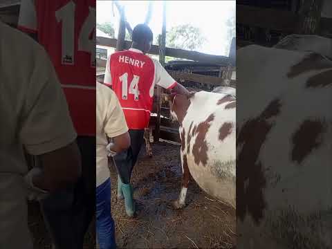 Huduma Ya Dawa Za Minyoo Vitamin Na Kinga Ya Ndorobo Kwa Ngombe Inapatikana Kwa Gharama Nafuu