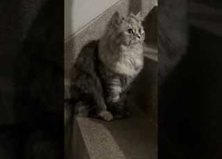 I Don T Like To Study Catshorts Funnycat Catvideos Cutecat Viralshorts Cute Kitten Cat