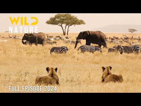 WILD TANZANIA Survival Challenges In The Land Of Predators Animal Documentary
