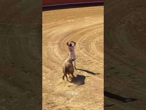 أخطر لحظات مصارعة الثيران نجاة بأعجوبة