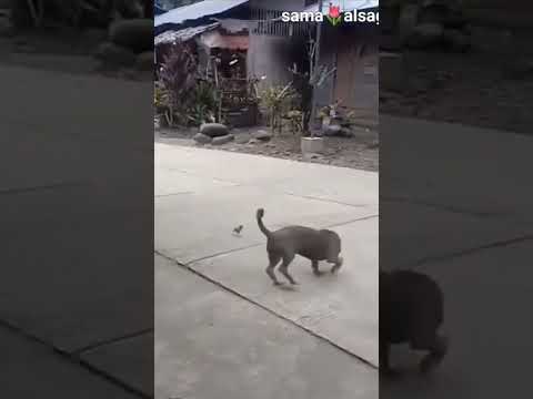 توت توت شد حيلك يا كتكوت