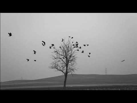 يايوم اشوف اعتابك بطيء باسم الكربلائي Slowed And Reverb