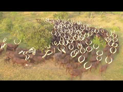 Ankole Cows A Closer Look At Their Majestic Horns