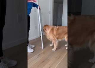 Dog Meets Himself And Doesn T Understand It