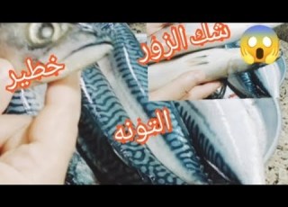 تفاصيل صادمه لم يعرفها أحد عن سمكه شك الزور وسمكه التونه