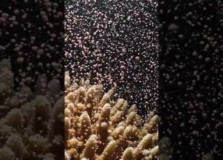  Watch INCREDIBLE Coral Spawning In Laamu MALDIVES