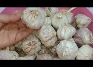  أسرع طريقة فى العالم لتقشير الثوم بسرعة الصاروخ حتى لو قدامكم 50 كيلو هتقشريهم فى ثوانى طريقة عبقرية
