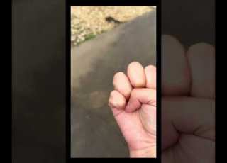  Its My Paw Print Therian Therianthropy Viral Fyp Shorts