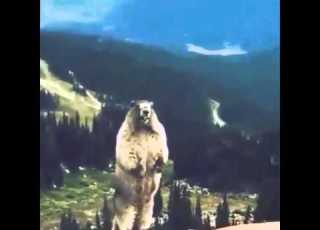 Screaming Groundhog