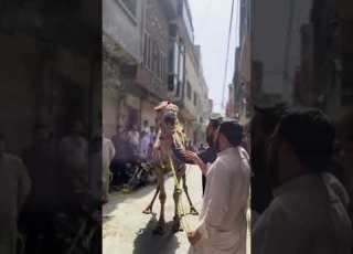  Camel Qurbani Video 2k25 Camel Qurbani Video Qurbanivideos 2025