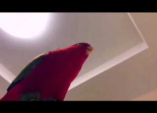 Laughing Red Bird Meme
