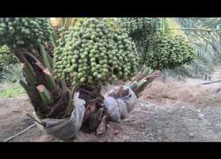 من قلب صحراء البصره النخيل البرحي سؤال هل هذا البرحي حر لو نسيجي