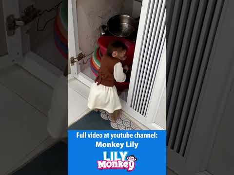 Smart Lily Fixes A Rainwater Leak Monkey Shorts Short Smart Lily Fixes A Rainwater Leak Monkey Shorts Short