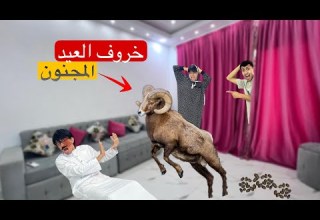 لما تتحبسو يوم كامل في البيت مع الخروف المجنون محمد عماد
