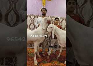 Masha Allah Beautiful Heavyweight Top Class Quality Gulabi Sojat Jodi