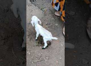 Newborn Goat Doing Poop And Pee