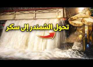 من الحقل إلى الكوب السر الكامل لصناعة السكر