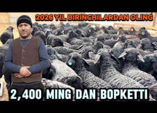  2 400 DAN BARA QOZILAR KELDI 2026 Yil BOSHIGA BIRINCHILARDAN ULGIRIB QOLING
