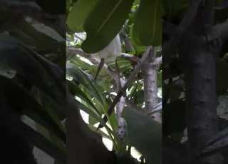 Enjoy The Beautiy Of Kingstrong In The Tree Sorts Nature Enjoy
