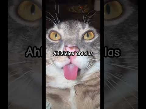 Ahleleles Ahlelas Funny Cat Meme Cat Memes Funny Shorts Fyp Gag Growagarden