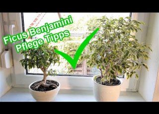 Ficus Benjamini Pflege Standort Gießen Düngen Schneiden Überwintern Ficus Benjamini Pflegen