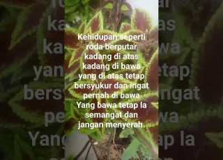 Selamat Siang Videosohrts Storywa Fyp Katakatabijak