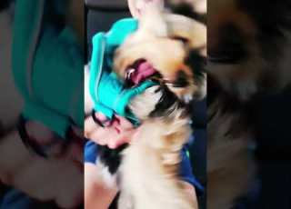 ג קי הילד עם הבוגי במים אהבת אמת Music Yorkshire Yorkie Truelove ים