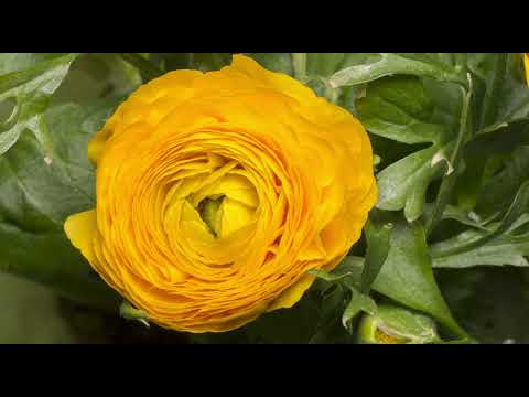 نغمات رنين رومانسية و هادئة روعة