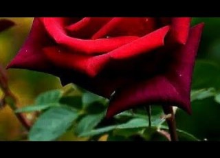 مغفلتش عن ذگرگ یوم تصفح عنی مساگم معطر بذگر الله الوصف