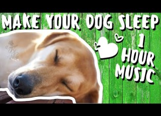 1 Hour Music For Dogs To Go To Sleep Music For Dogs Guaranteed